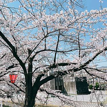 実際訪問したユーザーが直接撮影して投稿した住吉河川住吉堤防敷桜並木の写真