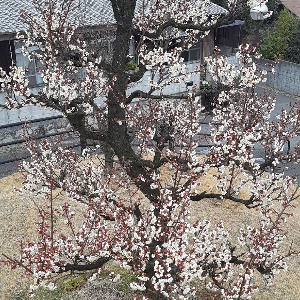 実際訪問したユーザーが直接撮影して投稿した鴨方町六条院東公園阿藤伯海記念公園の写真