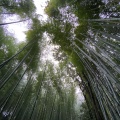 実際訪問したユーザーが直接撮影して投稿した嵯峨天龍寺芒ノ馬場町地域名所竹林の小径の写真