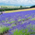 実際訪問したユーザーが直接撮影して投稿した花のきれいなスポットファーム富田の写真