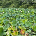 実際訪問したユーザーが直接撮影して投稿した千秋公園公園千秋公園の写真