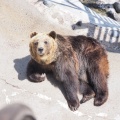 実際訪問したユーザーが直接撮影して投稿した登別温泉町動物園のぼりべつクマ牧場の写真