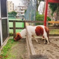 実際訪問したユーザーが直接撮影して投稿した高島平動物園こども動物園 高島平分園の写真