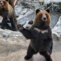 実際訪問したユーザーが直接撮影して投稿した登別温泉町動物園のぼりべつクマ牧場の写真