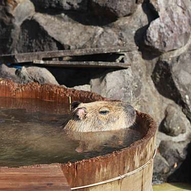 エビマヨマヨさんが投稿した富戸動物園のお店伊豆シャボテン動物公園/イズシャボテンドウブツコウエンの写真