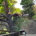 実際訪問したユーザーが直接撮影して投稿した老松町動物園野毛山動物園の写真