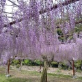 実際訪問したユーザーが直接撮影して投稿した藤野公園藤公園の写真