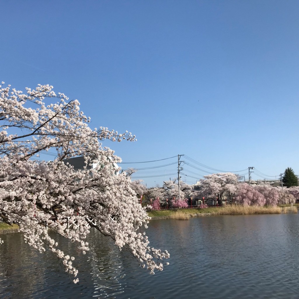 ミルクティーとキャラメル珈琲さんが投稿した山崎公園のお店五百渕公園/ゴヒャクブチコウエンの写真