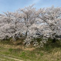 実際訪問したユーザーが直接撮影して投稿した中島公園宮川堤公園の写真