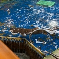 実際訪問したユーザーが直接撮影して投稿した魚住町長坂寺魚介 / 海鮮料理和楽心 魚住店の写真