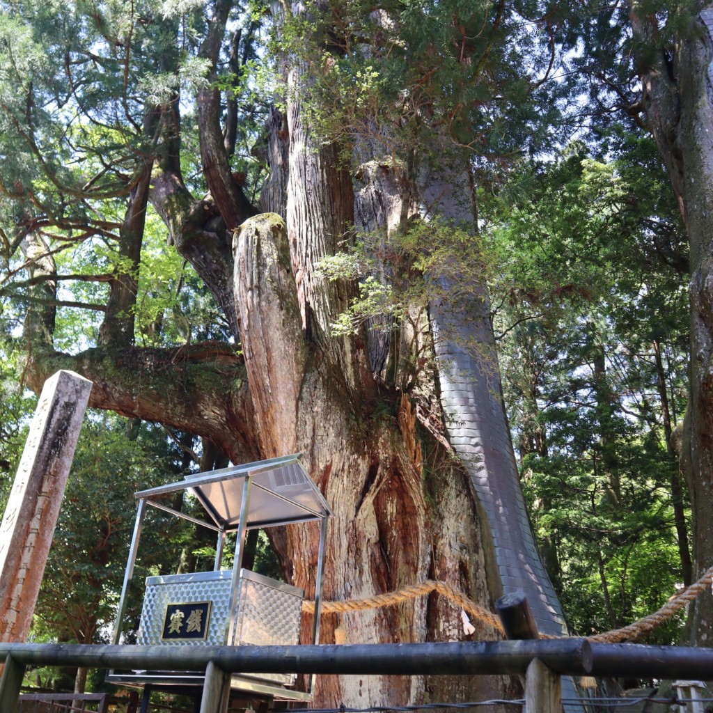 実際訪問したユーザーが直接撮影して投稿した杉自然名所杉の大スギの写真