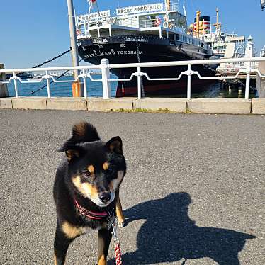 山下公園 スノーローズガーデンのundefinedに実際訪問訪問したユーザーunknownさんが新しく投稿した新着口コミの写真