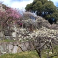 実際訪問したユーザーが直接撮影して投稿した岡本公園岡本公園の写真