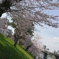 実際訪問したユーザーが直接撮影して投稿した康生町公園岡崎公園の写真