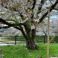 実際訪問したユーザーが直接撮影して投稿した大嶺町東分桜の名所美祢さくら公園の写真