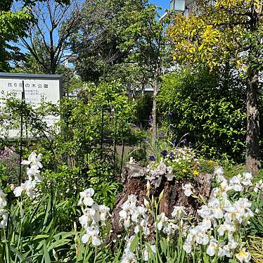 実際訪問したユーザーが直接撮影して投稿した花小金井公園花6花の木公園の写真