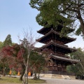 実際訪問したユーザーが直接撮影して投稿した御室大内文化財仁和寺五重塔の写真