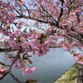 実際訪問したユーザーが直接撮影して投稿した笠松町公園笠松河津桜ロードの写真