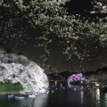 実際訪問したユーザーが直接撮影して投稿した麹町公園千鳥ヶ淵公園の写真