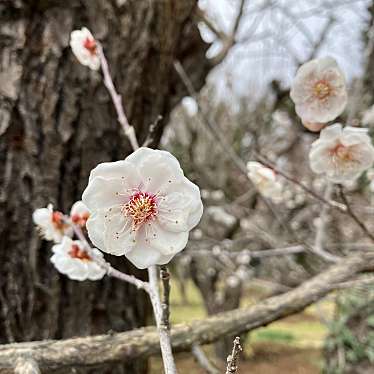 京都府立植物園のundefinedに実際訪問訪問したユーザーunknownさんが新しく投稿した新着口コミの写真
