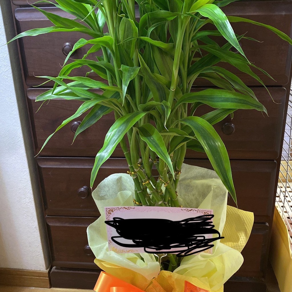 実際訪問したユーザーが直接撮影して投稿した大須園芸用品 / 植木・苗木green room nagoyaの写真