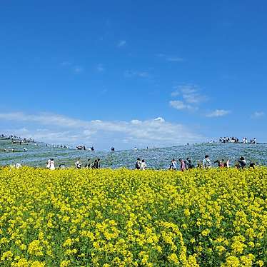 国営ひたち海浜公園のundefinedに実際訪問訪問したユーザーunknownさんが新しく投稿した新着口コミの写真