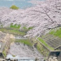 実際訪問したユーザーが直接撮影して投稿した恋の窪河川佐保川の写真