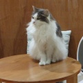 実際訪問したユーザーが直接撮影して投稿した寿町カフェ猫カフェ Moff animal cafe アリオ倉敷店の写真