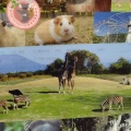 実際訪問したユーザーが直接撮影して投稿した平川町アイスクリームディッピンドッツ 鹿児島市平川動物公園の写真