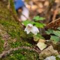 実際訪問したユーザーが直接撮影して投稿した山 / 峠藤原岳の写真