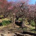 実際訪問したユーザーが直接撮影して投稿した山 / 峠幕山の写真