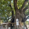 実際訪問したユーザーが直接撮影して投稿した大麻町板東神社大麻比古神社の写真