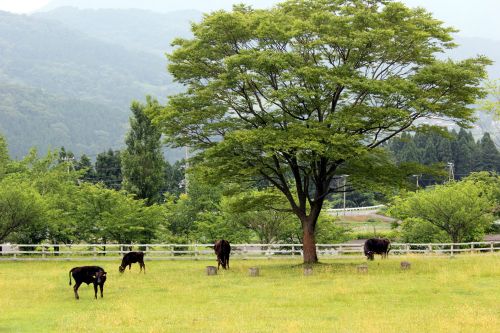 実際訪問したユーザーが直接撮影して投稿した丹土観光牧場兵庫県立但馬牧場公園の写真