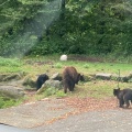 実際訪問したユーザーが直接撮影して投稿した須山動物園富士サファリパークの写真