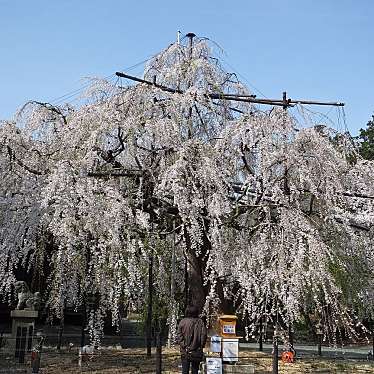 野依八幡社のundefinedに実際訪問訪問したユーザーunknownさんが新しく投稿した新着口コミの写真