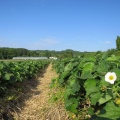 実際訪問したユーザーが直接撮影して投稿した泉郷アイスクリーム花茶の写真