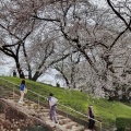 実際訪問したユーザーが直接撮影して投稿した霞城町公園国指定史跡山形城跡 霞城公園の写真