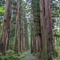 実際訪問したユーザーが直接撮影して投稿した戸隠通り戸隠神社 杉並木の写真