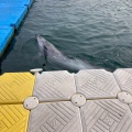 実際訪問したユーザーが直接撮影して投稿した津田町鶴羽水族館 / アクアリウム日本ドルフィンセンターの写真