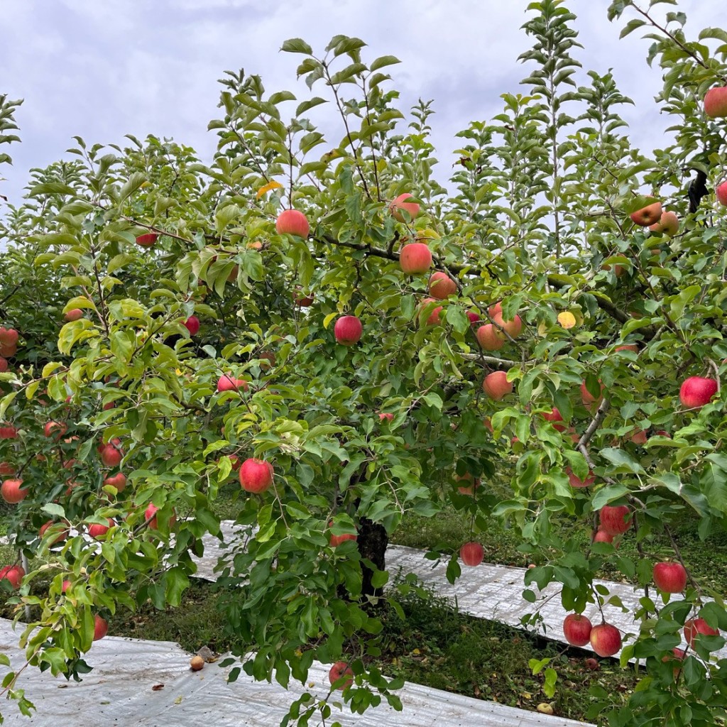 実際訪問したユーザーが直接撮影して投稿した長井農業 / 栽培手塚郁夫りんご園の写真