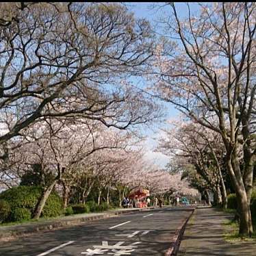 実際訪問したユーザーが直接撮影して投稿した旧門司公園めかり公園の桜の写真