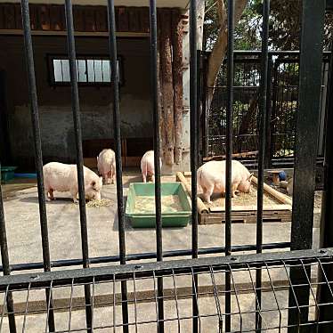 実際訪問したユーザーが直接撮影して投稿した高鼻町動物園大宮公園小動物園の写真