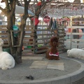 実際訪問したユーザーが直接撮影して投稿した陽東動物ふれあいベルモール アルパカ広場の写真