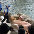 実際訪問したユーザーが直接撮影して投稿した瀬戸水族館 / アクアリウム城崎マリンワールドの写真