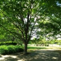 実際訪問したユーザーが直接撮影して投稿した弁天公園弁天ふれあいの森公園の写真