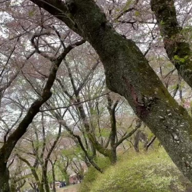 実際訪問したユーザーが直接撮影して投稿した布施公園あけぼの山公園(さくら山)の写真