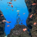 実際訪問したユーザーが直接撮影して投稿した西船見町水族館 / アクアリウム新潟市水族館 マリンピア日本海の写真