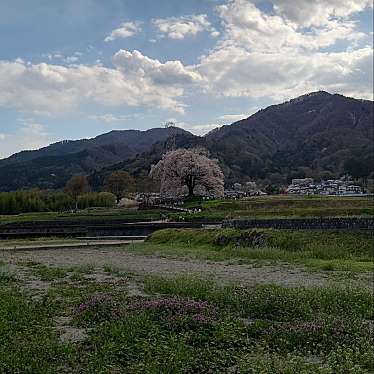 実際訪問したユーザーが直接撮影して投稿した神山町北宮地花のきれいなスポット王仁塚の桜の写真