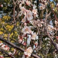 実際訪問したユーザーが直接撮影して投稿した本子守町神社率川坐大神御子神社 率川神社の写真