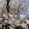 実際訪問したユーザーが直接撮影して投稿した一番町公園三島市立公園 楽寿園の写真